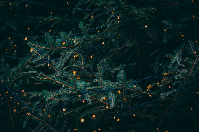 Green Pine tree with Fireflies